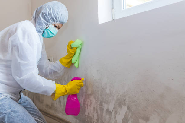 Mold Odor Removal Services in Sylacauga, AL