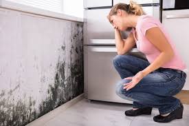 Environmental Consulting for Mold Prevention in Sylacauga, AL